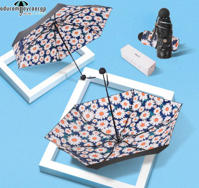 Ô cao cấp mùa Cúc họa mi tí hon siêu đáng yêu Ô cao cấp mùa Cúc họa mi tí hon siêu đáng yêu